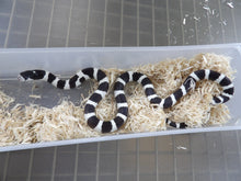 Load image into Gallery viewer, Black & White Banded California King