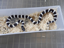 Load image into Gallery viewer, Black & White Banded California King