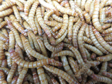Load image into Gallery viewer, Meal Worms