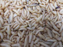 Load image into Gallery viewer, Wax Worms
