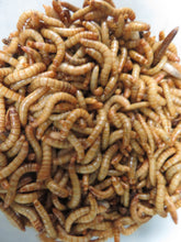 Load image into Gallery viewer, Meal Worms