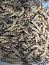 Load image into Gallery viewer, Super Worms