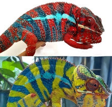Load image into Gallery viewer, Ambilobe Panther Chameleon Female P1