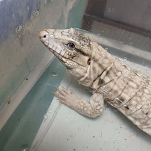 Load image into Gallery viewer, Anery Tegu