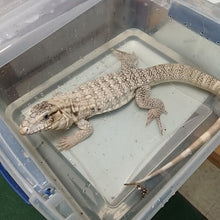 Load image into Gallery viewer, Anery Tegu