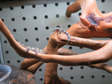 Load image into Gallery viewer, Chameleon Gecko 1 left