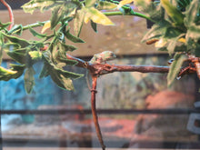 Load image into Gallery viewer, Veiled Chameleon babies Het Pied