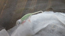 Load image into Gallery viewer, Veiled Chameleon babies Pied