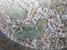 Load image into Gallery viewer, Veiled Chameleon babies Het Pied