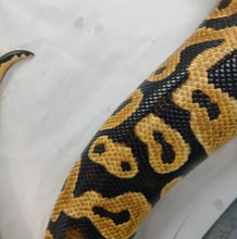 Load image into Gallery viewer, Ball Python Rehome F1