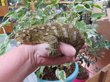 Load image into Gallery viewer, Leachianus Gecko aka New Caledonia Giant Gecko