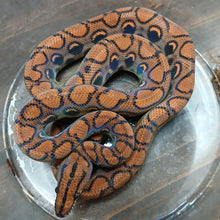Load image into Gallery viewer, Brazilian Rainbow Boa