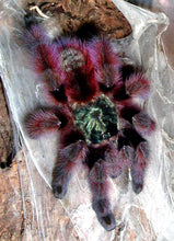 Load image into Gallery viewer, Martinique Pink Toe Tarantula