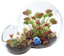 Load image into Gallery viewer, Carnivorous Growarium Plant Kit