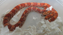 Load image into Gallery viewer, Sunkissed corn snake