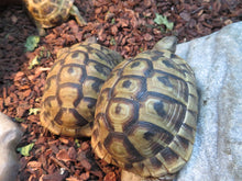Load image into Gallery viewer, Hermann's Tortoise Juvenile