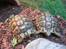 Load image into Gallery viewer, Hermann's Tortoise Juvenile