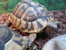 Load image into Gallery viewer, Hermann's Tortoise Juvenile