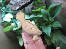 Load image into Gallery viewer, Adult Crested Gecko T#2