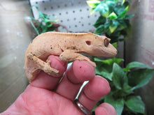 Load image into Gallery viewer, Adult Crested Gecko T#2