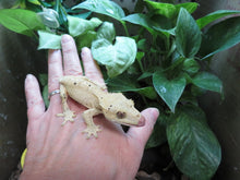 Load image into Gallery viewer, Adult Crested Gecko T#2