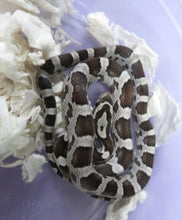 Load image into Gallery viewer, Black Corn Snake Baby