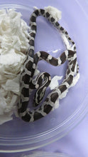 Load image into Gallery viewer, Black Corn Snake Baby