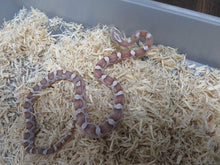 Load image into Gallery viewer, Ghost Corn Snake
