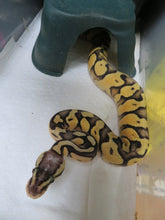 Load image into Gallery viewer, Super Pastel Yellow Belly Spark Ball Python D3