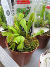 Load image into Gallery viewer, Live Venus Fly Traps