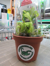 Load image into Gallery viewer, Live Venus Fly Traps