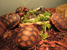 Load image into Gallery viewer, Red Footed Tortoise Babies