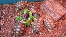 Load image into Gallery viewer, Sulcata Tortoise 4"+