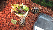 Load image into Gallery viewer, Leopard Tortoise Babies