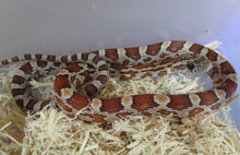 Load image into Gallery viewer, Corn Snake Baby