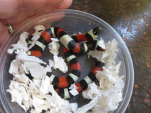 Load image into Gallery viewer, Pueblan Milk Snake Baby