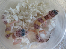 Load image into Gallery viewer, Leopard Gecko Babies
