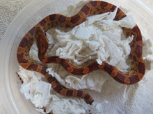 Load image into Gallery viewer, Corn Snake Baby