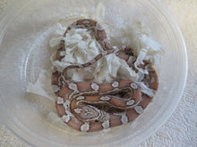 Load image into Gallery viewer, Ghost Corn Snake