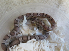 Load image into Gallery viewer, Black Corn Snake Baby