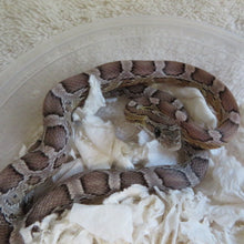 Load image into Gallery viewer, Black Corn Snake Baby