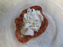 Load image into Gallery viewer, Sunkissed corn snake