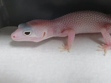 Load image into Gallery viewer, Eclipse/Blizzard Leopard Geckos 4 Geckos Diablo Project