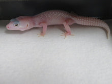 Load image into Gallery viewer, Eclipse/Blizzard Leopard Geckos 4 Geckos Diablo Project