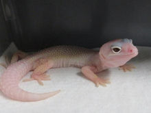 Load image into Gallery viewer, Eclipse/Blizzard Leopard Geckos 4 Geckos Diablo Project