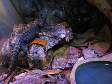 Load image into Gallery viewer, White Eyed Crocodile Skink