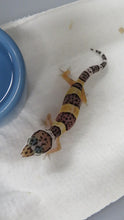 Load image into Gallery viewer, Leopard Gecko Babies