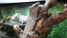 Load image into Gallery viewer, Cuban False Chameleon babies