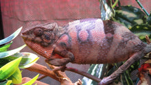 Load image into Gallery viewer, Ambilobe Panther Chameleon Female P1