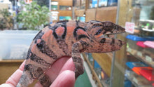 Load image into Gallery viewer, Ambilobe Panther Chameleon Female P1